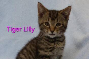 Tiger Lily -  Domestic Short Hair Cat Available for Adoption in Irondequoit, New York - Tiger Lily | PetCurious