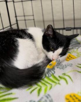 Bo -  Tuxedo and Domestic Short Hair Cat for Adoption in Walnut Creek, California - Bo | PetCurious