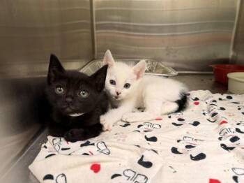 Domestic Short Hair Cats Available for Adoption in Tustin, California - BO | PetCurious