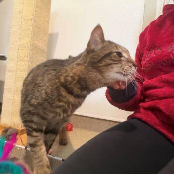 Domestic Short Hair Cats Available for Adoption in Manchester, Connecticut - Tebow | PetCurious