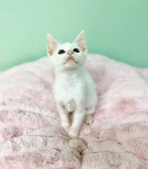 Butter Noodle -  Siamese Cat for Adoption in Covington, Louisiana - Butter Noodle | PetCurious