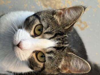 Rescue Domestic Short Hair Cats for Adoption - Nash | PetCurious