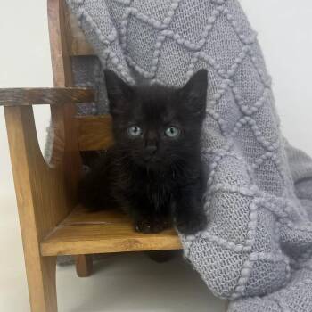Frankie-C -  Domestic Short Hair Cat for Adoption in East St. Louis, Illinois - Frankie-C | PetCurious
