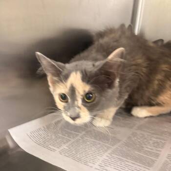 Oxy -  Domestic Long Hair Cat for Adoption in Winston-salem, North Carolina - Oxy | PetCurious