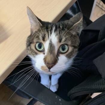 Domestic Short Hair Cats Available for Adoption - J. Marbles Cole VI | PetCurious