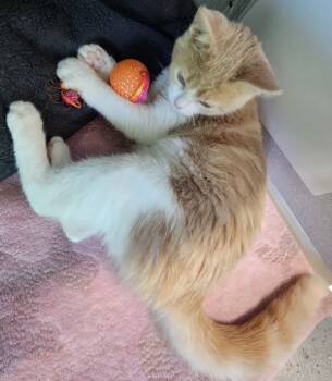 Rescue Domestic Short Hair Cats for Adoption in Sheboygan, Wisconsin - Vienna | PetCurious