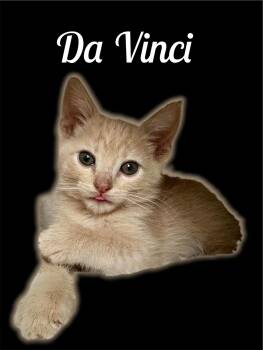 Da Vinci -  Domestic Short Hair Cat for Adoption in Auburn, California - Da Vinci | PetCurious
