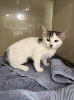 Pepper -  Domestic Short Hair Cat for Adoption in Yardley, Pennsylvania - Pepper | PetCurious