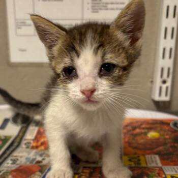 Anne -  Domestic Short Hair Cat for Adoption in Kanab, Utah - Anne | PetCurious