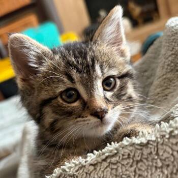 Domestic Short Hair Cats Available for Adoption in West Des Moines, Iowa - Robin | PetCurious