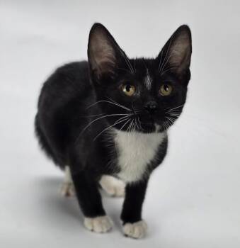 Caco -  Domestic Short Hair Cat for Adoption in Sedalia, Colorado - Caco | PetCurious