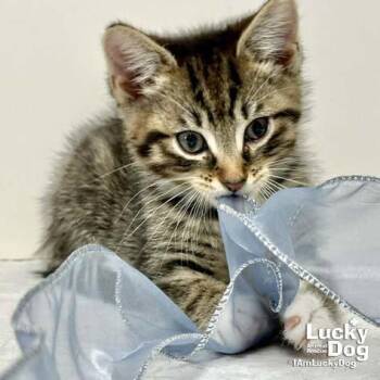 Domestic Short Hair Cats Available for Adoption in Washington, District Of Columbia - Christopher Robin | PetCurious