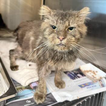 Domestic Short Hair Cats Available for Adoption in Los Angeles, California - Norman | PetCurious