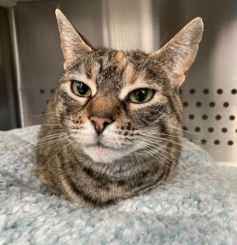 Domestic Short Hair Cats Available for Adoption - Dracula | PetCurious