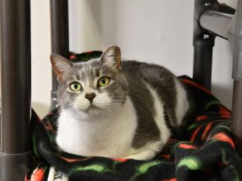 Domestic Short Hair Cats Available for Adoption in Fairhope, Alabama - Queen Anne | PetCurious