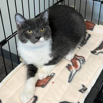 Christopher -  Domestic Short Hair Cat for Adoption in Buffalo, New York - Christopher | PetCurious