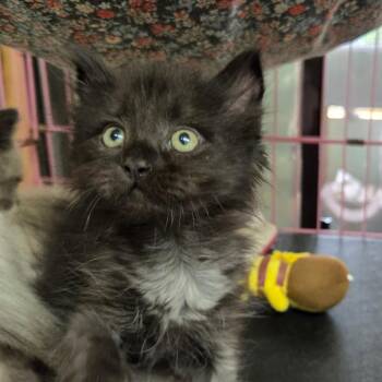 Onyx -  Siamese Cat for Adoption in Priest River, Idaho - Onyx | PetCurious
