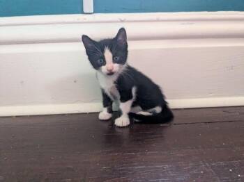 Scorch -  Domestic Short Hair Cat for Adoption in Grand Rapids, Michigan - Scorch | PetCurious