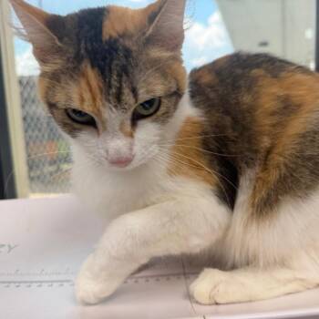 Azula -  Domestic Medium Hair Cat for Adoption in Columbiana, Alabama - Azula | PetCurious