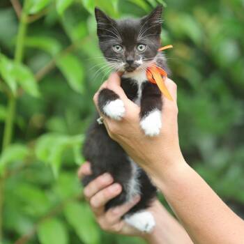 Daphne -  Domestic Short Hair Cat Available for Adoption in Lucedale, Mississippi - Daphne | PetCurious