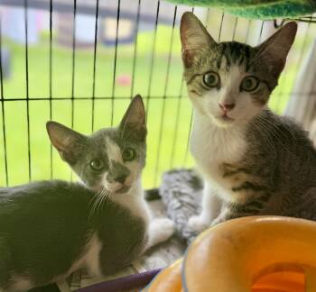 Pip and Pony -  Tabby and Domestic Short Hair Cat for Adoption in Homestead, Florida - Pip And Pony | PetCurious