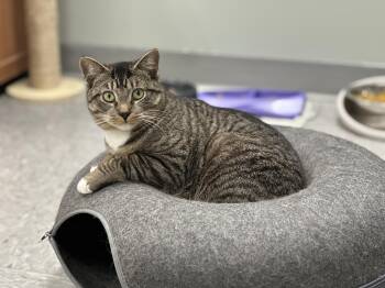 Rikki -  Domestic Short Hair Cat for Adoption in Newburgh, New York - Rikki | PetCurious