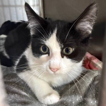 Rescue Domestic Short Hair Cats for Adoption in Garfield, Arkansas - Penguin | PetCurious