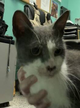 Starsky $25 -  Domestic Short Hair Cat for Adoption in Seneca, South Carolina - Starsky $25 | PetCurious