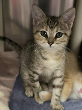 Termite -  Domestic Short Hair Cat for Adoption in Roanoke, Virginia - Termite | PetCurious