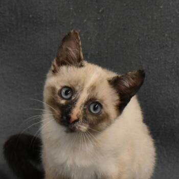 Galadriel -  Domestic Short Hair Cat for Adoption in Auburn, Nebraska - Galadriel | PetCurious