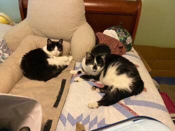 Isabella -  Domestic Short Hair Cat for Adoption in Cincinnati, Ohio - Isabella | PetCurious