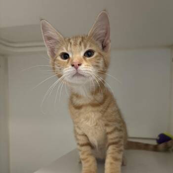 Pineapple -  Domestic Short Hair Cat for Adoption in Naperville, Illinois - Pineapple | PetCurious