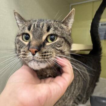 Domestic Short Hair Cats Available for Adoption in West Olive, Michigan - Kevin (Holland Cat Cove) | PetCurious