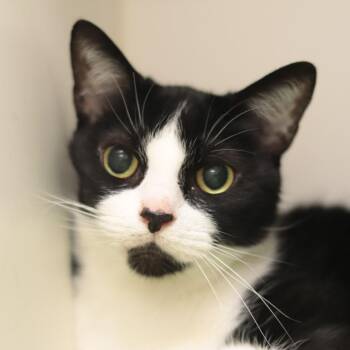 Finn & Otis -  Domestic Short Hair and Mixed Breed Cat for Adoption in Philadelphia, Pennsylvania - Finn & Otis | PetCurious