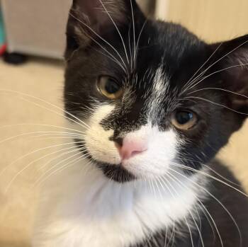 Bramble -  Domestic Short Hair Cat for Adoption in Cincinnati, Ohio - Bramble | PetCurious