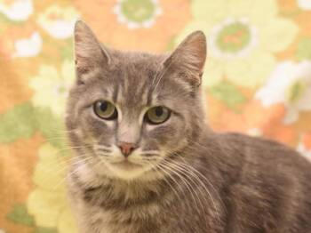 Shari -  Domestic Short Hair Cat for Adoption in Portland, Oregon - Shari | PetCurious