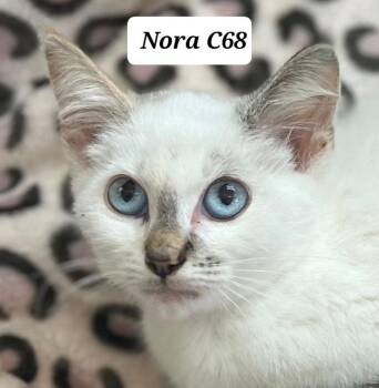 Nora -  Siamese Cat for Adoption in Morganton, North Carolina - Nora | PetCurious