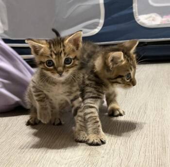 Elvis -  Domestic Medium Hair Cat for Adoption in Mckinney, Texas - Elvis | PetCurious