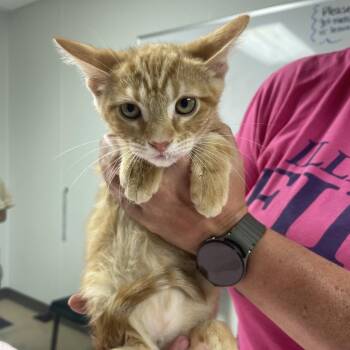 Oscar -  Domestic Short Hair Cat for Adoption in Canton, Illinois - Oscar | PetCurious