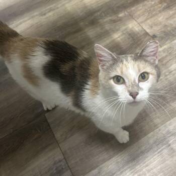 Domestic Short Hair Cats Available for Adoption in Rossville, Georgia - Venus  | PetCurious