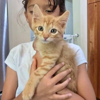 Pumpkin -  Domestic Short Hair and Tabby Cat for Adoption in San Antonio, Texas - Pumpkin | PetCurious