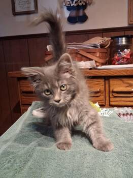 Bobbi -  Domestic Long Hair Cat for Adoption in Ogden, Utah - Bobbi | PetCurious