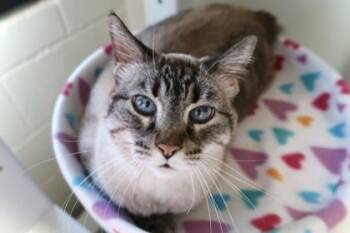 Siamese and Domestic Short Hair Cats Available for Adoption - Darla | PetCurious