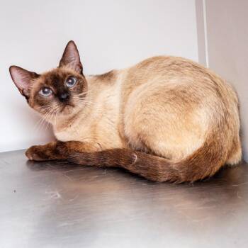 Sister -  Siamese and Domestic Short Hair Cat for Adoption in Hattiesburg, Mississippi - Sister | PetCurious
