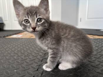 Gelato -  Domestic Short Hair Cat for Adoption in Calgary, Alberta - Gelato | PetCurious
