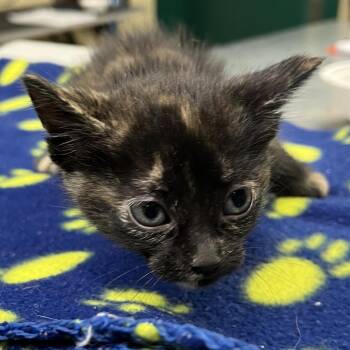 Domestic Short Hair Cats Available for Adoption in Pauls Valley, Oklahoma - Baby Chicken | PetCurious