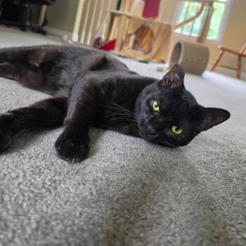 Linguine Le Chat (FIV) & Colette Le Chat (FIV) -  Domestic Short Hair Cat for Adoption in Ashland, Massachusetts - Linguine Le Chat (FIV) & Colette Le Chat (FIV) | PetCurious