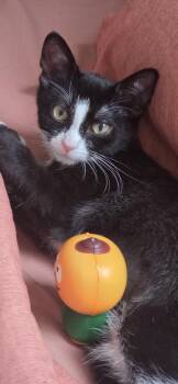Sequoia -  Domestic Short Hair Cat for Adoption in Duxbury, Massachusetts - Sequoia | PetCurious