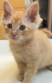 Domestic Medium Hair Cats Available for Adoption in Elizabethton, Tennessee - POSEIDON | PetCurious