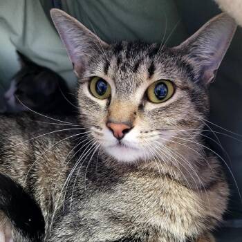 Kona -  Domestic Short Hair Cat for Adoption in Belfair, Washington - Kona | PetCurious